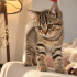 🐾 Melez British Yavru – Yuva Arıyor fotoğraf