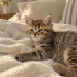 🐾 Melez British Yavru – Yuva Arıyor fotoğraf