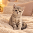 British Prenses 🐱 fotoğraf