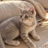 British Prenses 🐱 fotoğraf