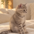 British Prenses 🐱 fotoğraf
