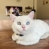 DODO YA YUVA ARIYORUZ fotoğraf