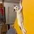 2.5 aylık gofrete izmir içi yuva fotoğraf