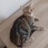 sokaktan aldımdıgım kedi hamileymiş fotoğraf