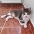 Onun ışığı olur musun?     İstanbul Kedi Sahiplendirme fotoğraf