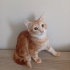 sokaktan aldımgım kedi hamileymiş 4 yavrusu oldu fotoğraf