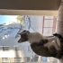 Adı gibi şeker ve cana yakın sakin bir kedi  sevimli fotoğraf