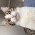 Adı gibi şeker ve cana yakın sakin bir kedi  sevimli fotoğraf
