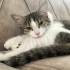 Adı gibi şeker ve cana yakın sakin bir kedi  sevimli fotoğraf
