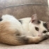 Aşırı sakinnn sessiz bir kedi ama sevimli fotoğraf