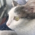 Aşırı sakinnn sessiz bir kedi ama sevimli fotoğraf