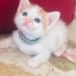Oyuncu sevimli kum egitimli aşili fotoğraf