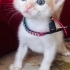 Oyuncu sevimli kum egitimli aşili fotoğraf