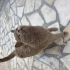 2 yaşında dişi kısır kızımıza yuva arıyorum. fotoğraf