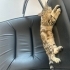 tertemiz, aşırı sırnaşık kedi arayanlar bu ilana tıklasın lütfennn fotoğraf