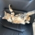 tertemiz, aşırı sırnaşık kedi arayanlar bu ilana tıklasın lütfennn fotoğraf