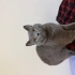 Britsh shorthair ücretsiz sahiplendirme. fotoğraf