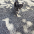 YAVRU KEDİYE YUVA fotoğraf