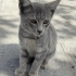 YAVRU KEDİYE YUVA fotoğraf