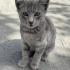 YAVRU KEDİYE YUVA fotoğraf