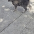 YAVRU KEDİYE YUVA fotoğraf