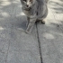 YAVRU KEDİYE YUVA fotoğraf