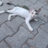 Dişi 3 aylık güzel gözlü yavruma ömürlük yuvasını arıyoruz fotoğraf