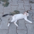 Dişi 3 aylık güzel gözlü yavruma ömürlük yuvasını arıyoruz fotoğraf