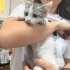 2 aylık, erkek, aşılı, kucağa alışıklar fotoğraf