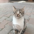 Ömürlük Yuvasını Ve Sıcak Bir Kucağı Arıyor! 🐾 fotoğraf