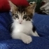1,5 aylık bebişimize acil yuva fotoğraf