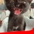 Siyah Kedi Sevenler  bu minnoşa bakar mısınız 💕 fotoğraf
