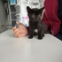 Siyah Kedi Sevenler  bu minnoşa bakar mısınız 💕 fotoğraf