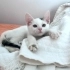 Melez yavru sokağa dönmesin fotoğraf