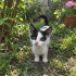 Bebekler ömürlük yuvasını arıyor fotoğraf
