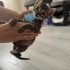 Gofret, 5 haftalık yavru kedi (Acil yuva aranıyor) (Ücretsiz Sahiplendirme) fotoğraf