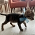 Gofret, 5 haftalık yavru kedi (Acil yuva aranıyor) (Ücretsiz Sahiplendirme) fotoğraf