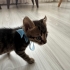 Gofret, 5 haftalık yavru kedi (Acil yuva aranıyor) (Ücretsiz Sahiplendirme) fotoğraf