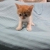 Minik köfte yuva arıyor fotoğraf