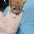 Minik köfte yuva arıyor fotoğraf