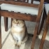 İki şahane Golden Shaded British Shorthair fotoğraf