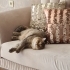 İki şahane Golden Shaded British Shorthair fotoğraf