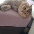 İki şahane Golden Shaded British Shorthair fotoğraf