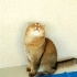 İki şahane Golden Shaded British Shorthair fotoğraf