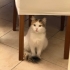 MİNNOŞ Ailesini Arıyor fotoğraf