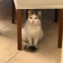 MİNNOŞ Ailesini Arıyor fotoğraf