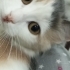 Bu bebise asik olacaksiniz fotoğraf
