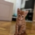 Anne sütü emdi gayet sağlıklı bebekler fotoğraf