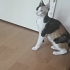 3 Kardeşe yuva arıyoruz fotoğraf