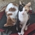 3 Kardeşe yuva arıyoruz fotoğraf